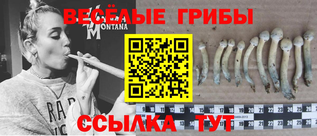 Тимашёвск  Галлюциногенные грибы мицелий  Вход с VPN  Галлюциногенные грибы Psilocybine cubensis 
